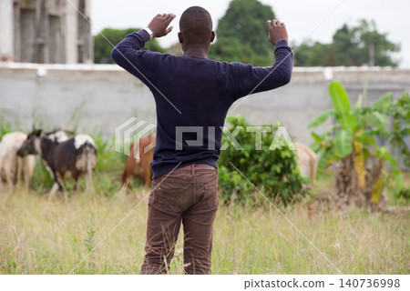 young man walking behind cattle in the garden young man walking behind cattle in the garden 140736998