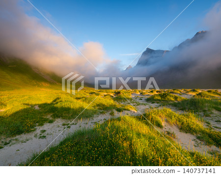 Coastline with flowers in a fjord in the Lofoten Islands, Norway.  140737141