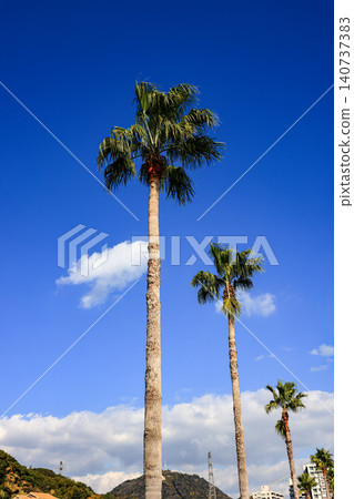 Row of Palmyra palm, Toddy palm, Sugar palm. Row of Palmyra palm, Toddy palm, Sugar palm. 140737383
