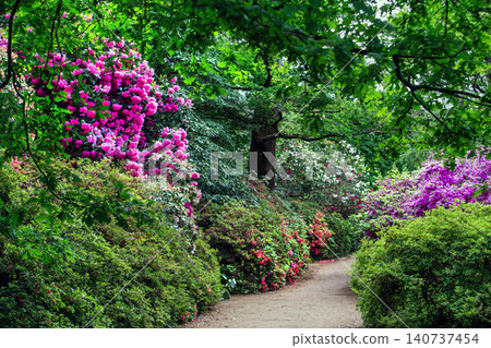 Tall bushes of  different colo of Rhododenron blossoms 140737454