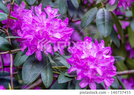 A stunning view of azaleas (pink and purple) at Isabella Plantation, Richmond Park, A stunning view of azaleas (pink and purple) at Isabella Plantation, Richmond Park, 140737455