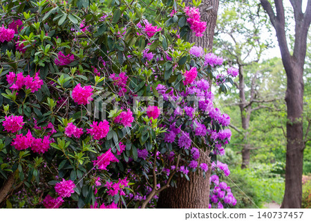 A stunning view of azaleas (pink and purple) at Isabella Plantation, Richmond Park, A stunning view of azaleas (pink and purple) at Isabella Plantation, Richmond Park, 140737457