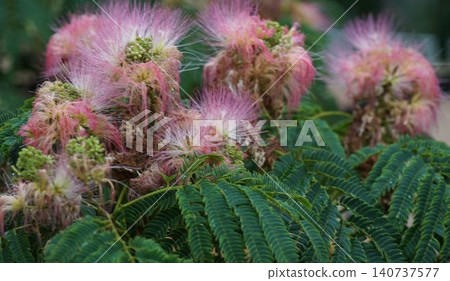 含羞草樹的粉紅色花朵 含羞草樹的粉紅色花朵 140737577