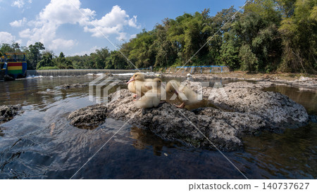 Group of cute little yellow ducklings sitting together on a rock by a scenic river Group of cute little yellow ducklings sitting together on a rock by a scenic river 140737627
