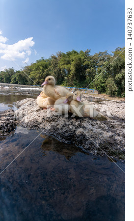 Group of cute little yellow ducklings sitting together on a rock by a scenic river Group of cute little yellow ducklings sitting together on a rock by a scenic river 140737632