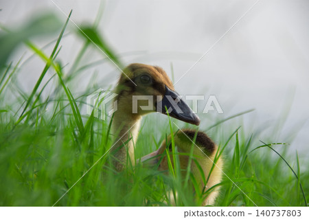 grass, field, chick 140737803