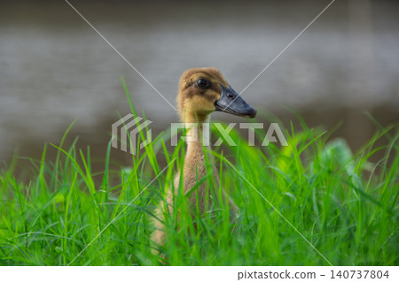 grass, field, chick 140737804