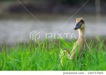 Cute yellow ducklings exploring fresh green grass field, adorable small baby ducks walking on traditional organic poultry farm	 140737805