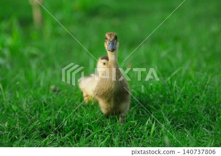 Cute yellow ducklings exploring fresh green grass field, adorable small baby ducks walking on traditional organic poultry farm	 140737806