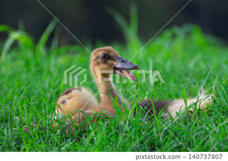 Cute yellow ducklings exploring fresh green grass field, adorable small baby ducks walking on traditional organic poultry farm Cute yellow ducklings exploring fresh green grass field, adorable small baby ducks walking on traditional organic poultry farm 140737807