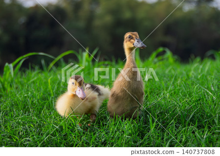 grass, field, chick 140737808