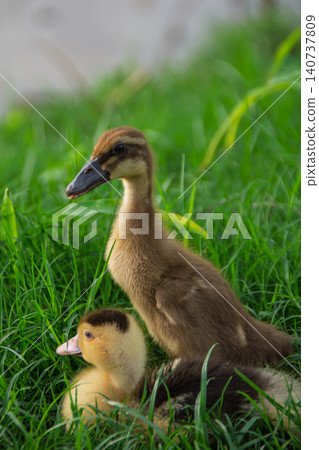 Cute yellow ducklings exploring fresh green grass field, adorable small baby ducks walking on traditional organic poultry farm Cute yellow ducklings exploring fresh green grass field, adorable small baby ducks walking on traditional organic poultry farm 140737809