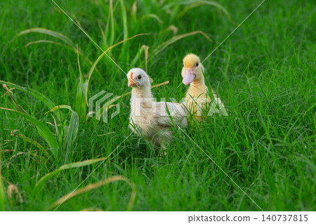 Cute yellow ducklings exploring fresh green grass field, adorable small baby ducks walking on traditional organic poultry farm	 140737815