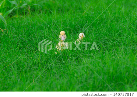 grass, lawn, field 140737817