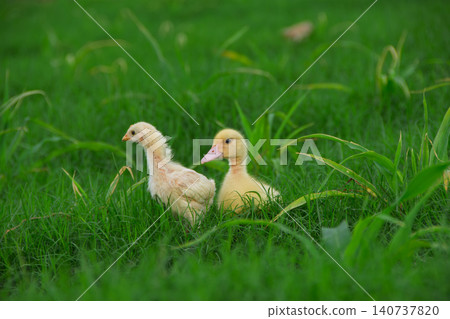 grass, field, chick 140737820