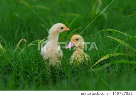 Cute yellow ducklings exploring fresh green grass field, adorable small baby ducks walking on traditional organic poultry farm Cute yellow ducklings exploring fresh green grass field, adorable small baby ducks walking on traditional organic poultry farm 140737821