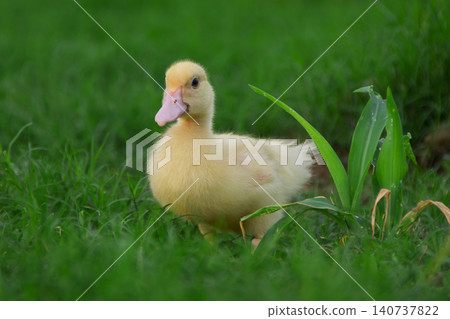 grass, field, chick 140737822