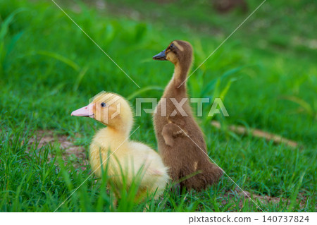 grass, field, chick 140737824