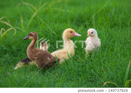 Cute yellow ducklings exploring fresh green grass field, adorable small baby ducks walking on traditional organic poultry farm	 140737826