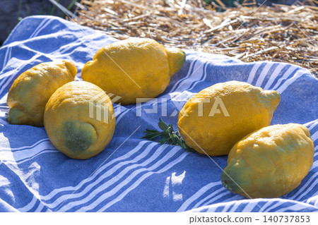 Five fresh lemons on a blue striped cloth in a field Five fresh lemons on a blue striped cloth in a field 140737853