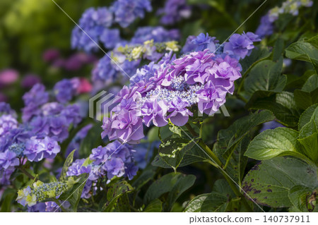 Hydrangea in full bloom Hydrangea in full bloom 140737911
