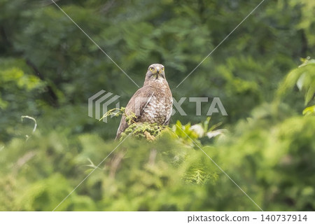 Grey-faced buzzard perched on a tree Grey-faced buzzard perched on a tree 140737914