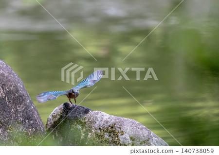 The moment a kingfisher takes flight from a rock. The moment a kingfisher takes flight from a rock. 140738059