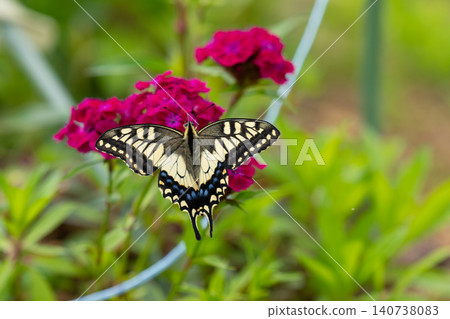 A swallowtail butterfly perched on a flower A swallowtail butterfly perched on a flower 140738083