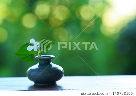 A single Houttuynia cordata flower in a vase A single Houttuynia cordata flower in a vase 140738196