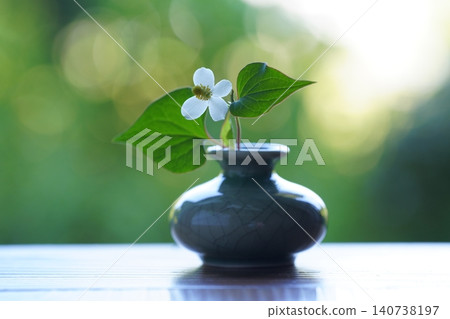 A single Houttuynia cordata flower in a vase A single Houttuynia cordata flower in a vase 140738197