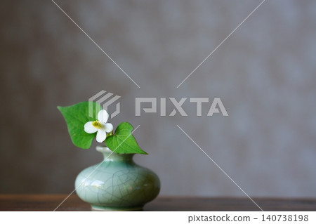 A single Houttuynia cordata flower in a vase A single Houttuynia cordata flower in a vase 140738198