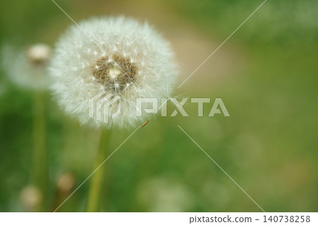 Dandelion's fluff Dandelion's fluff 140738258