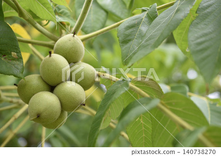 Walnut tree Walnut tree 140738270