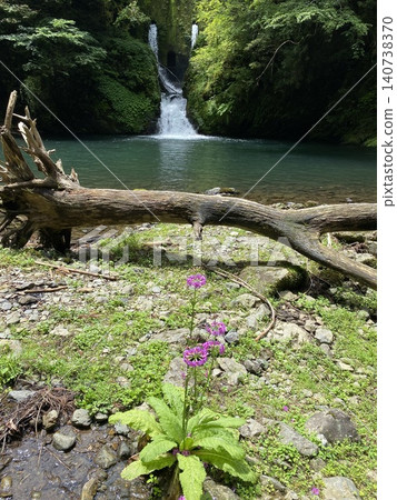 A landscape of primroses blooming beyond the Haiya Waterfall and driftwood. A landscape of primroses blooming beyond the Haiya Waterfall and driftwood. 140738370