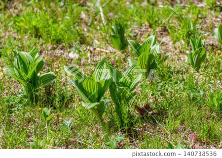 The young leaves of Veratrum stamineum sprouting in the spring highlands and the fresh green meadows. 140738536