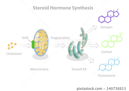 3D Isometric Flat Illustration of Synthesis Of Steroid Hormones In The Body, Educational Diagram 3D Isometric Flat Illustration of Synthesis Of Steroid Hormones In The Body, Educational Diagram 140738813