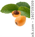Loquat (studio photography) 140739309