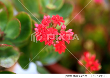 艷麗的重瓣長壽花 艷麗的重瓣長壽花 140739319