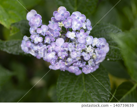雨水浸濕的繡球花 140739639