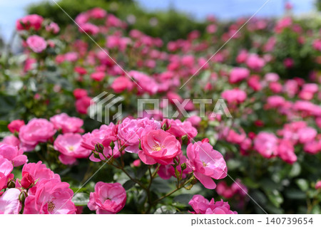 Rose garden in full bloom Rose garden in full bloom 140739654