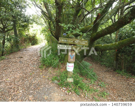 A green promenade leading to Kuragari Pass. The Ikoma traverse course nestled in the lush forest of early summer. A green promenade leading to Kuragari Pass. The Ikoma traverse course nestled in the lush forest of early summer. 140739659