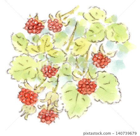 A watercolor illustration of the red berries of the wild strawberry, a plant that blooms from early summer to the rainy season. 140739679