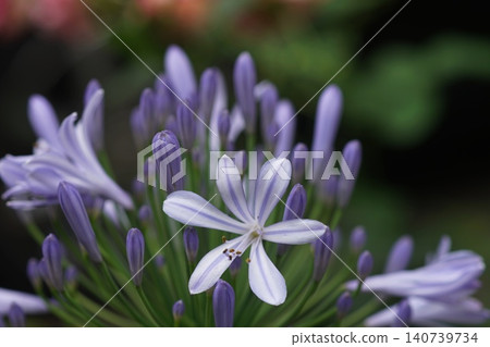 Agapanthus flowers blooming in the garden in early summer, June, Inagi 743, Agapanthus, Amaryllidaceae family, Hirao Agapanthus flowers blooming in the garden in early summer, June, Inagi 743, Agapanthus, Amaryllidaceae family, Hirao 140739734