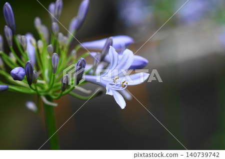 Agapanthus flowers blooming in the garden in early summer, June, Inagi 751 Agapanthus, Amaryllidaceae, Hirao Agapanthus flowers blooming in the garden in early summer, June, Inagi 751 Agapanthus, Amaryllidaceae, Hirao 140739742