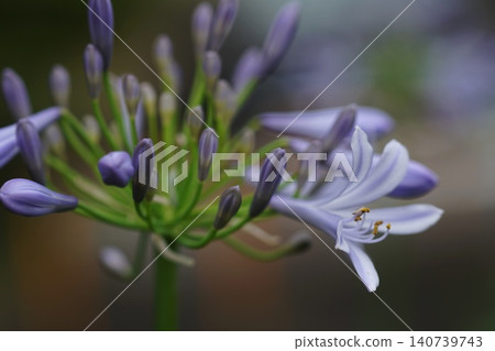 Agapanthus flowers blooming in the garden in early summer, June, Inagi 752, Agapanthus, Amaryllidaceae family, Hirao Agapanthus flowers blooming in the garden in early summer, June, Inagi 752, Agapanthus, Amaryllidaceae family, Hirao 140739743