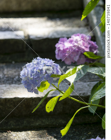Hydrangeas blooming along the stairs Hydrangeas blooming along the stairs 140739841