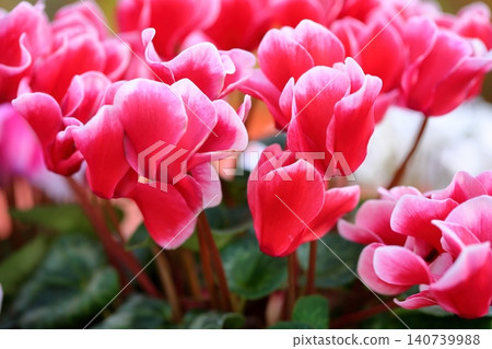 鮮豔的紅色仙客來花 鮮豔的紅色仙客來花 140739988