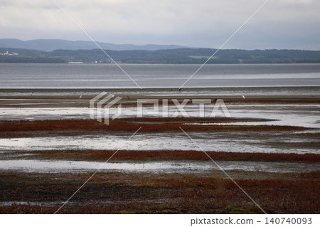 珊瑚草如波浪般拍打著海岸 珊瑚草如波浪般拍打著海岸 140740093