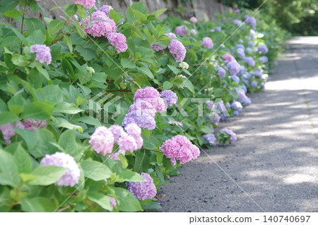 繡球花路兩旁的繡球花 繡球花路兩旁的繡球花 140740697