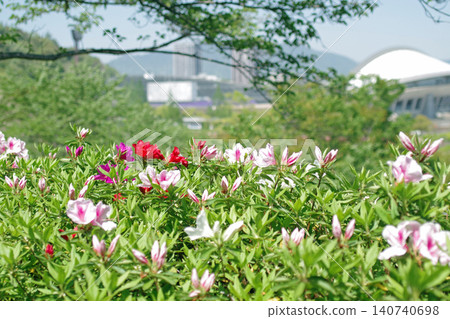大型公園裡盛開的杜鵑花。 大型公園裡盛開的杜鵑花。 140740698